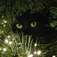 Йольский_кот