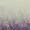 regina_salve