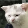 Wolfixy